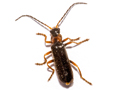 Cantharis flavilabris